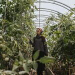 Tomaten im Gewächshaus pflanzen: Wann ist der richtige Zeitpunkt?