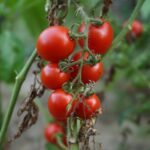 Zeitpunkt für Tomatenpflanzung