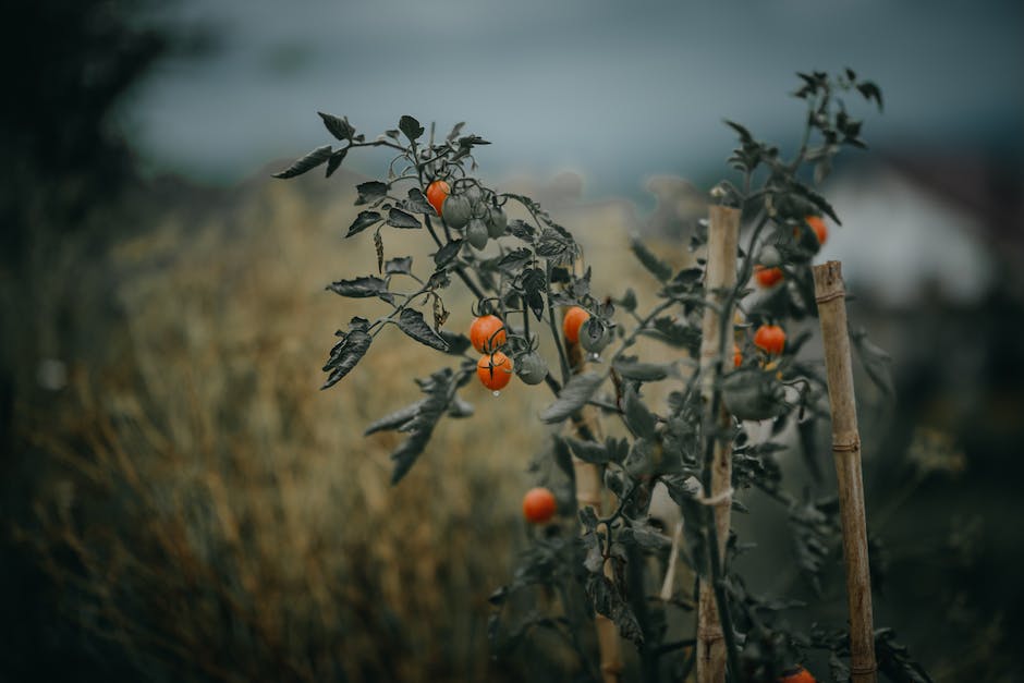 Tomaten ins Freiland pflanzen - Wann ist der beste Zeitpunkt?