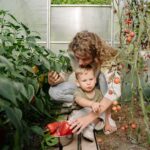 Gewächshaus-Tomaten Erntezeit bestimmen