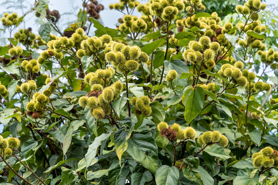  Tomatenpflanzung Wann und Wie