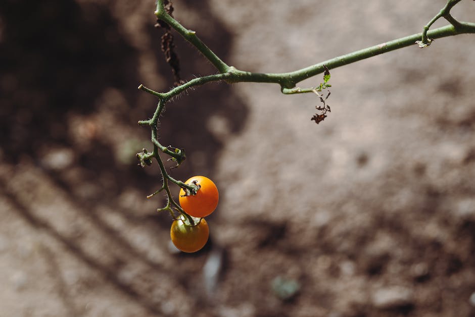 Tomatensetzlinge richtig einpflanzen