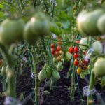 Tomatenpflanzen zu den richtigen Zeitpunkten