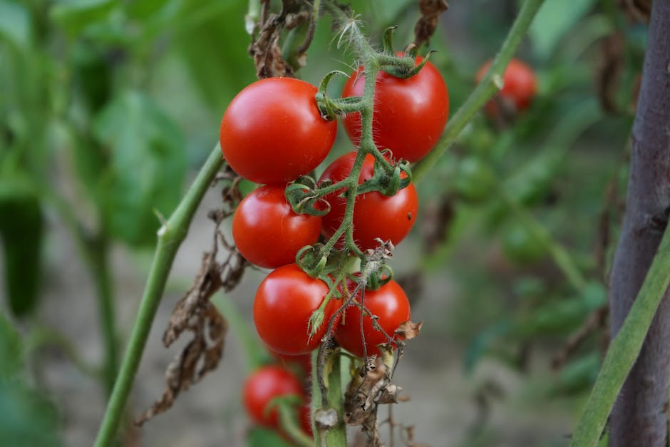 Tomaten rot werden