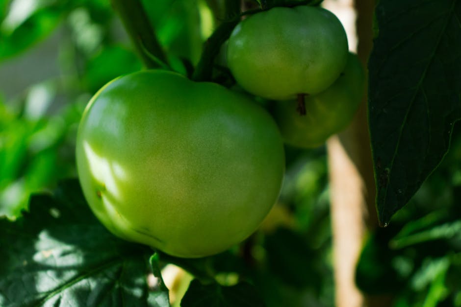 Tomatenpflanzen anbauen