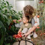 Tomaten ins Gewächshaus pflanzen - idealer Zeitpunkt