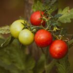 Tomatenpflanzzeitoptimierung