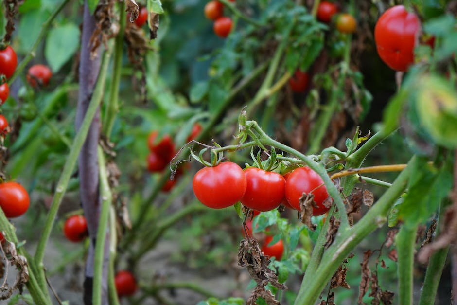 Blaue Tomaten reifen - Wann und wie?