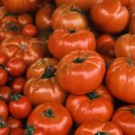 Tomaten im Herbst ernten