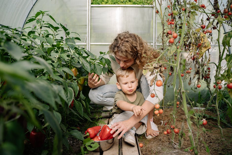 Tomaten ins Foliengewächshaus pflanzen