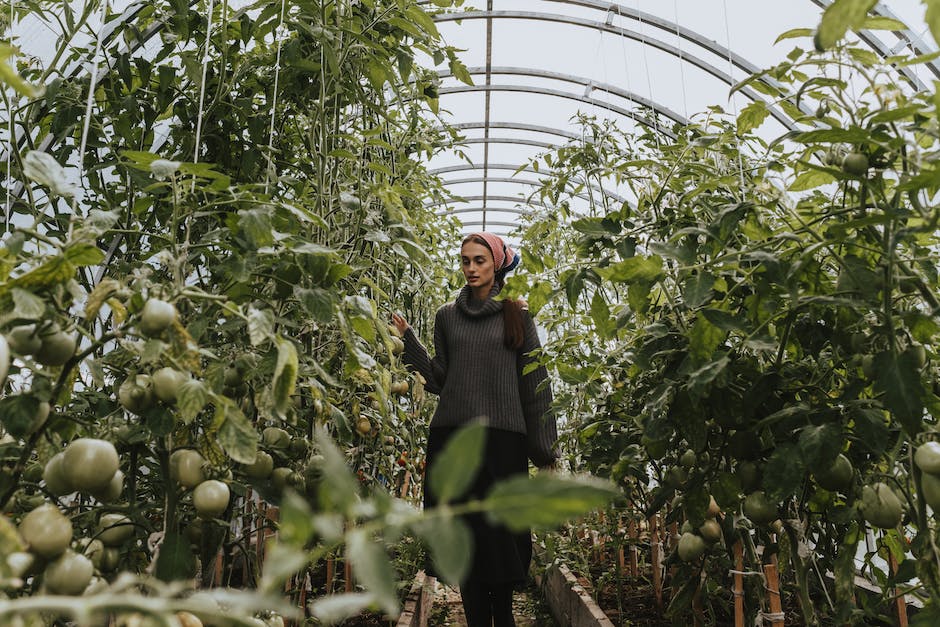 Tomaten ins Gewächshaus pflanzen – Zeitpunkt beachten