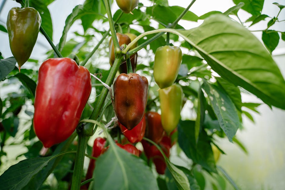 Tomaten ins unbeheizte Gewächshaus pflanzen - Wann ist der richtige Zeitpunkt?