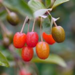 Tomaten im Topf pflanzen - Tipps und Anleitung