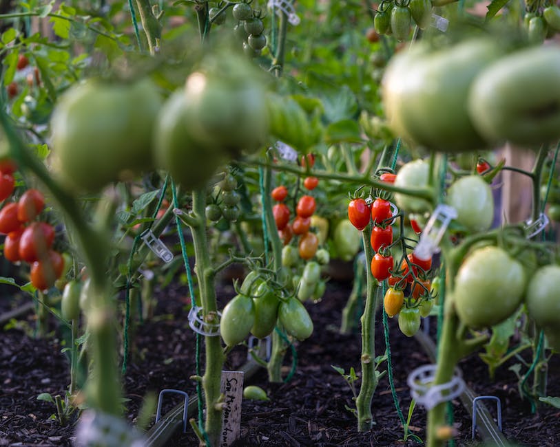 Tomatenpflanze Wachstum
