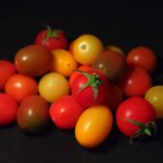 Tomatenreifezeit