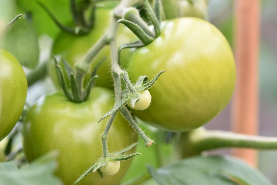 Grüne Tomaten zu Ketchup, Salsa, Gelees und Chutneys verarbeiten