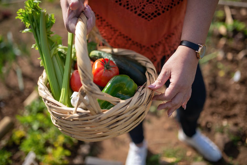 Tomaten einkochen und konservieren