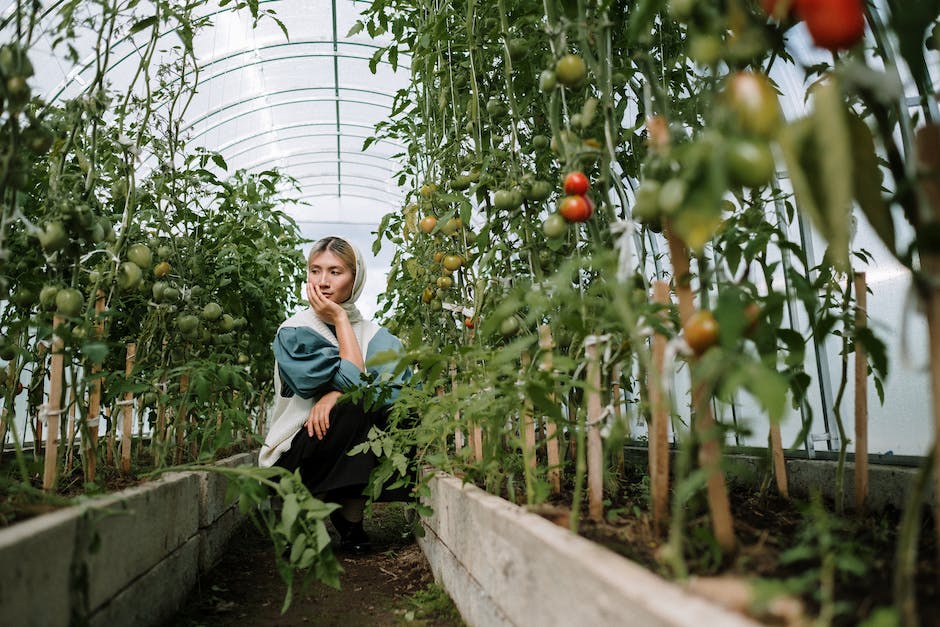 Tomato Pflanzbegleiter