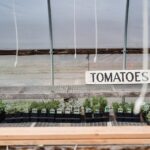 Tomatenpflanzen in engen Beeten