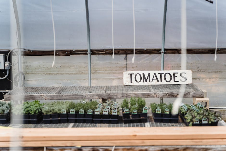 Tomatenpflanzen in engen Beeten