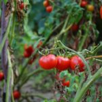 Nachreifen von grünen Tomaten ermöglichen