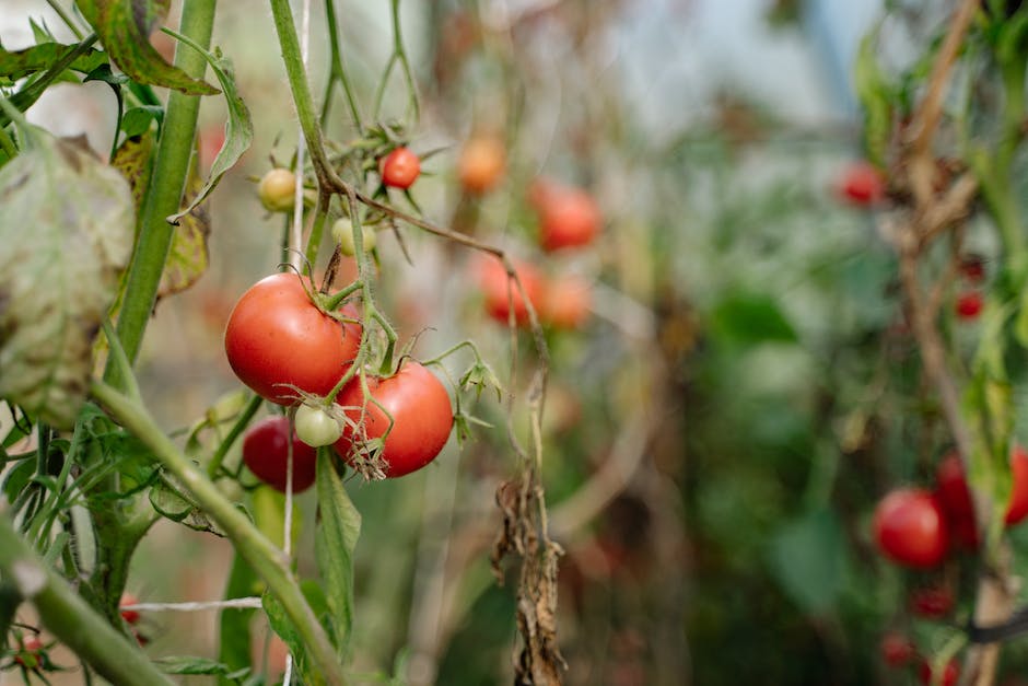 Bild von grünen Tomaten in einem Korb, die nachreifen