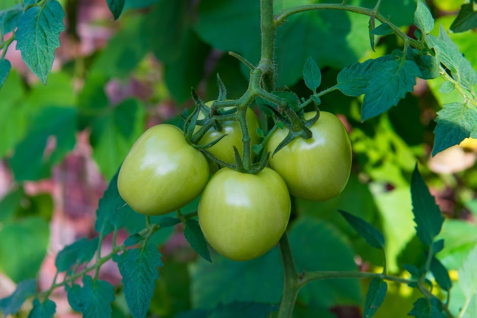 Grüne Tomaten reifen zu Rot