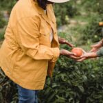 Tomaten im Herbst draußen belassen - wie lange geht das?