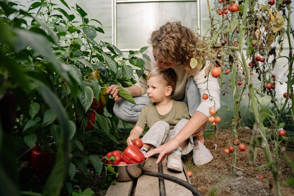 Tomaten im Garten reifen lassen