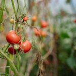 Haltbarkeit von passierten Tomaten