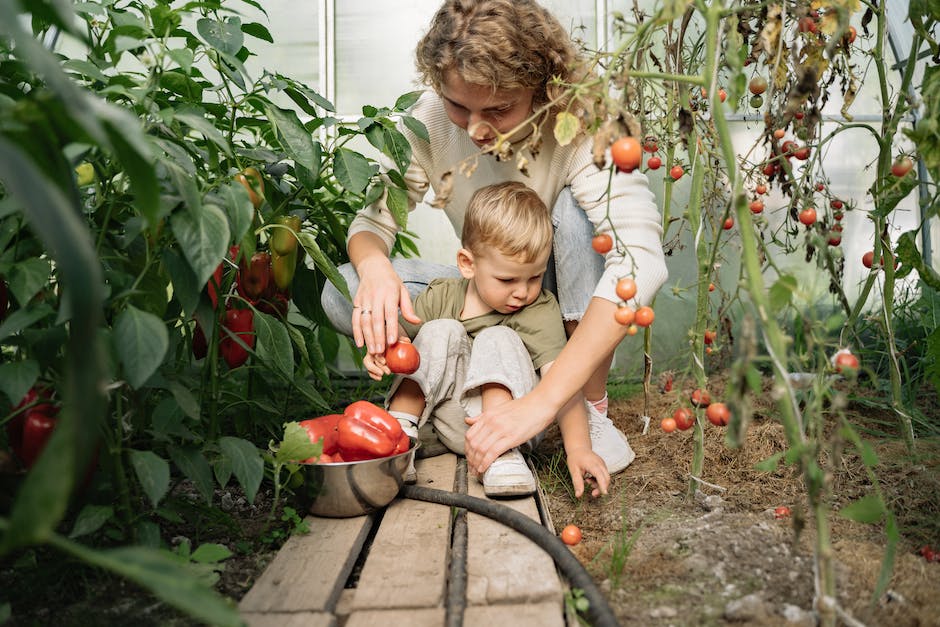  Gewächshaus-Tomaten gießen