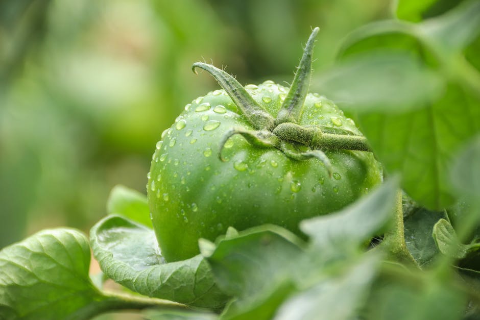 Geschätzte kg Tomaten pro Pflanze