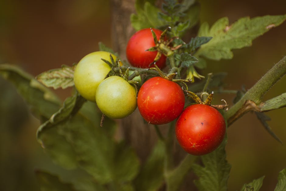  Anzahl Tomaten pro Pflanze
