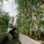 Tomaten-Pflanzung