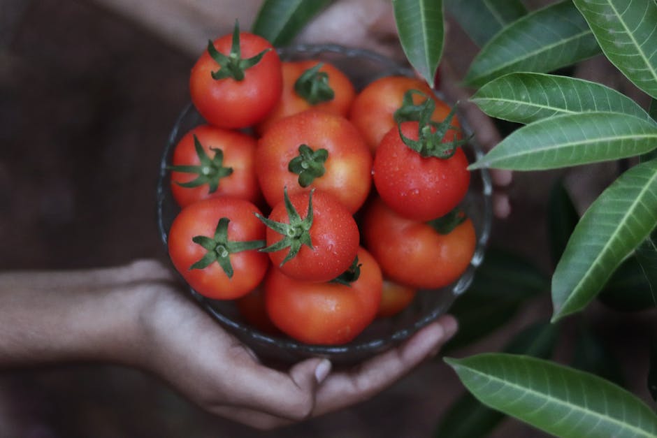 Tomatenrot durch Lycopin verursacht